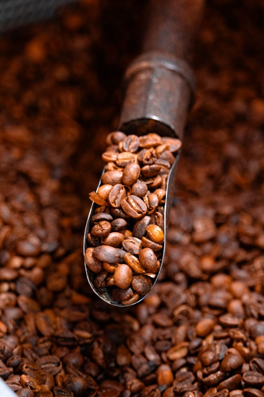 Close-up of freshly roasted coffee beans